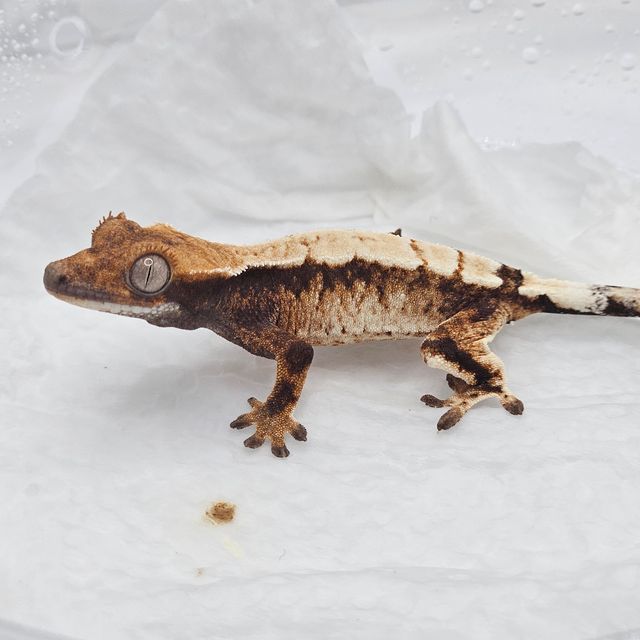 세이블