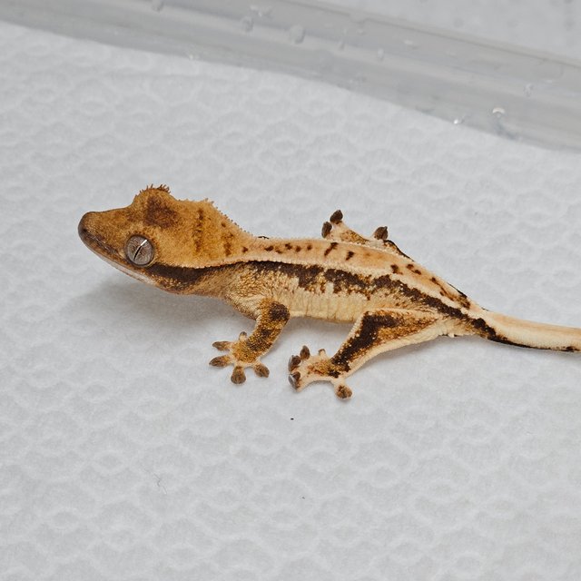 트라이 익스트림할리퀸