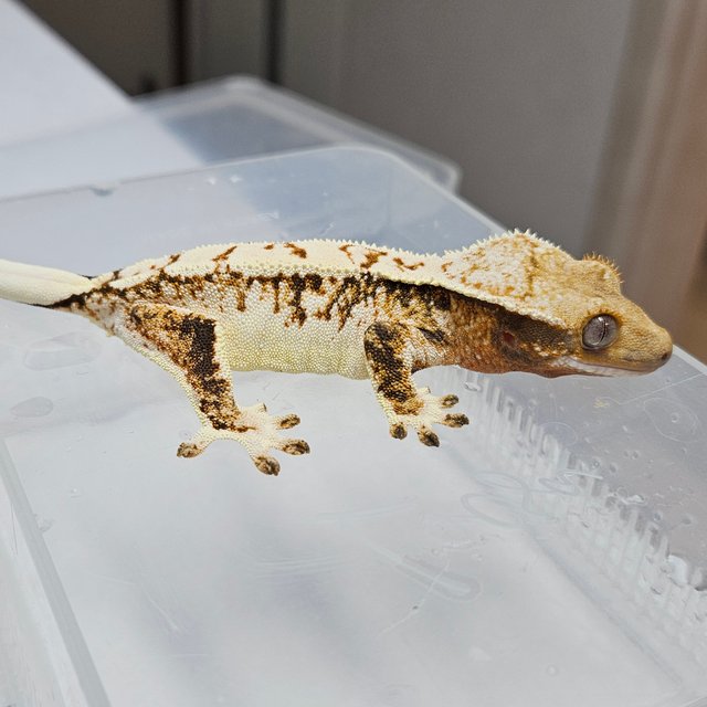 트라이 익스트림할리퀸 드리피