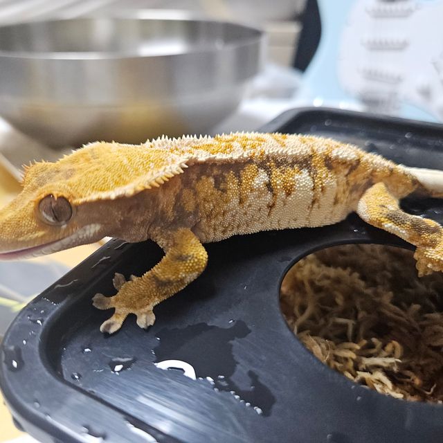 트라이 익스트림할리퀸