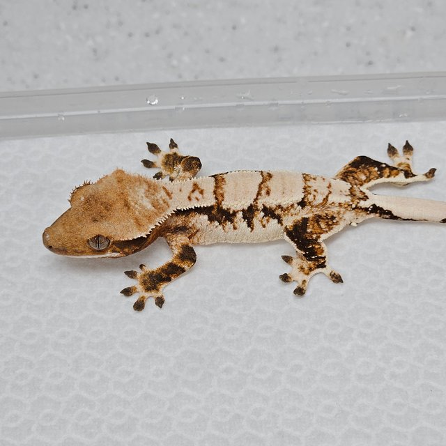 트라이 익스트림할리퀸