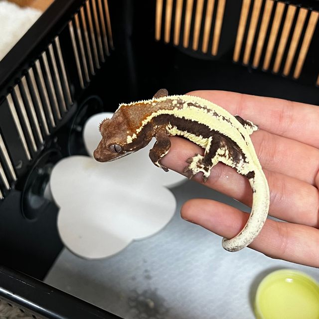 프라푸치노