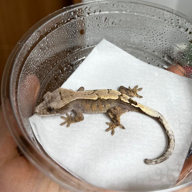 세이블 트라이