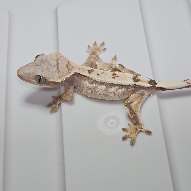 트라이 세이블 드리피