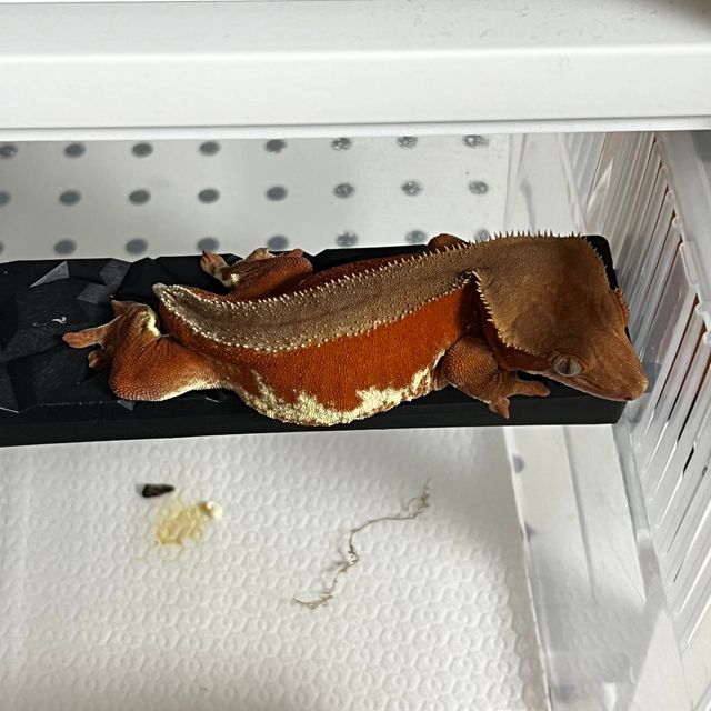 릴리화이트 레드 팬텀