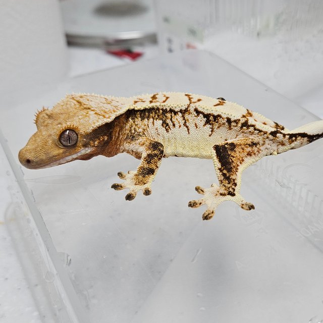 트라이 익스트림할리퀸 드리피