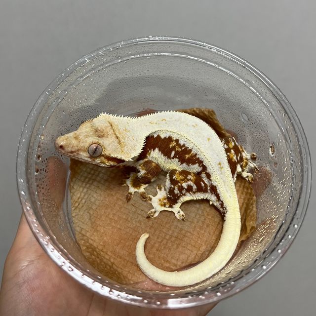 릴리화이트 레드