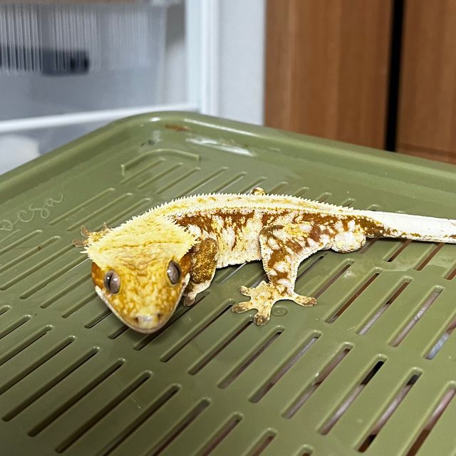 레드 풀핀 드리피 화이트스팟 익스트림할리퀸