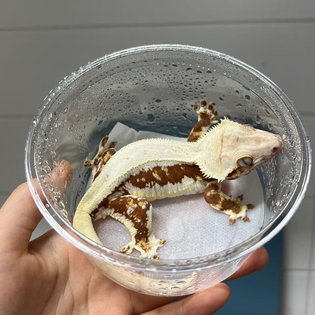 릴리화이트 레드