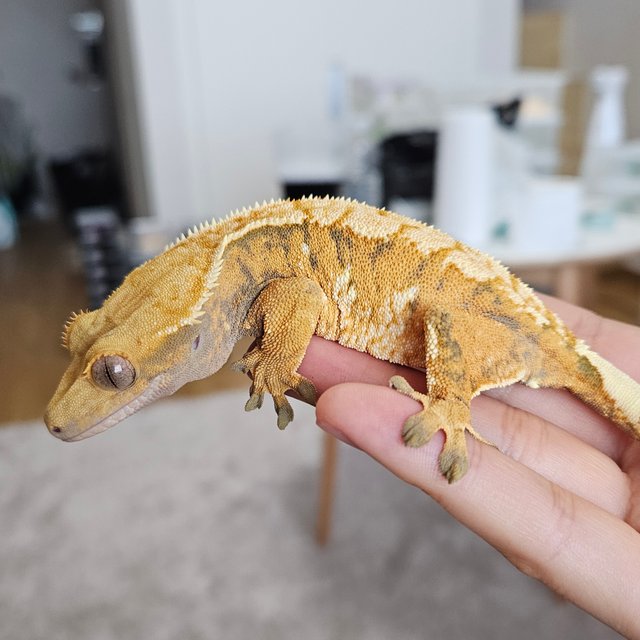 트라이 익스트림할리퀸 텐저린