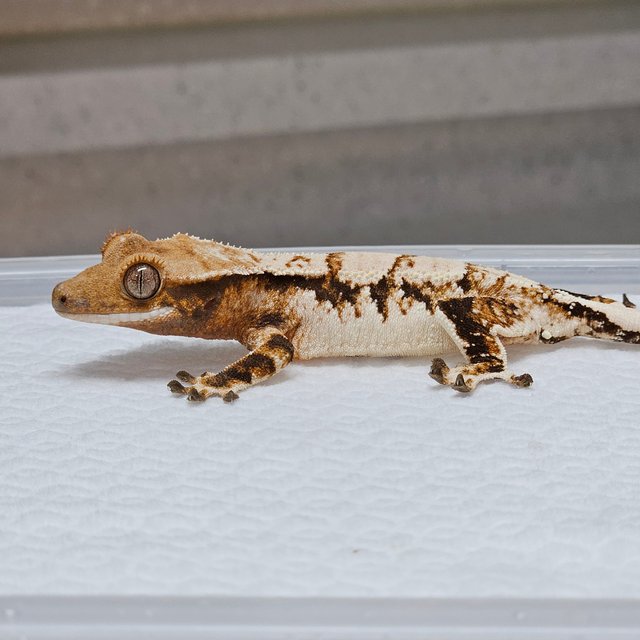 트라이 익스트림할리퀸