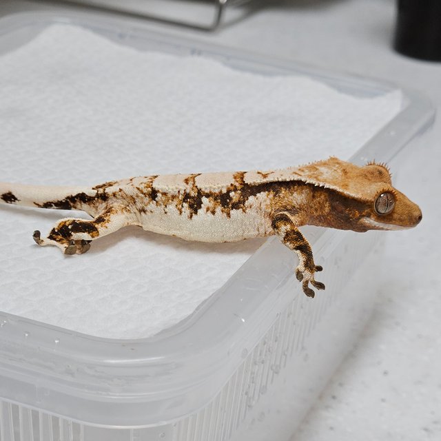 트라이 익스트림할리퀸