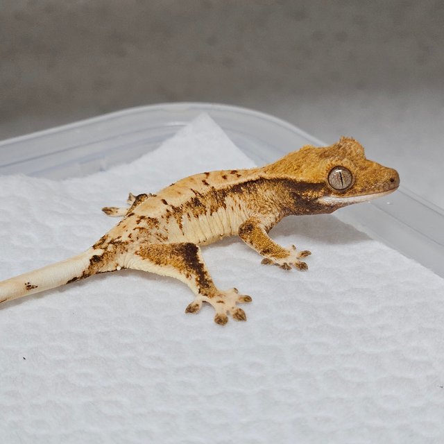 트라이 익스트림할리퀸