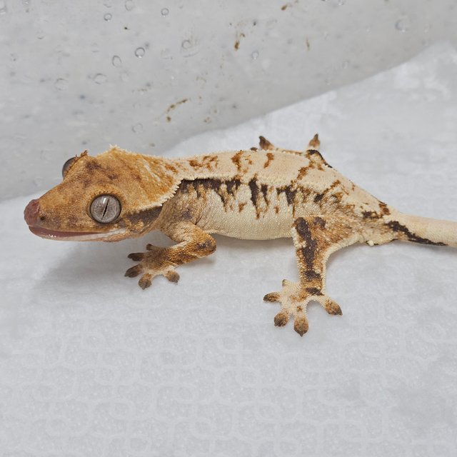 트라이 익스트림할리퀸