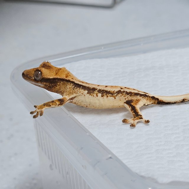 트라이 익스트림할리퀸