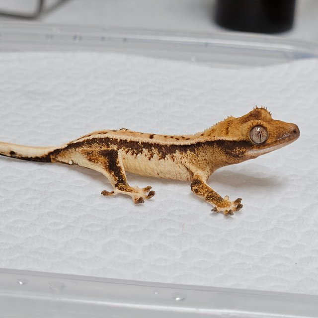 트라이 익스트림할리퀸