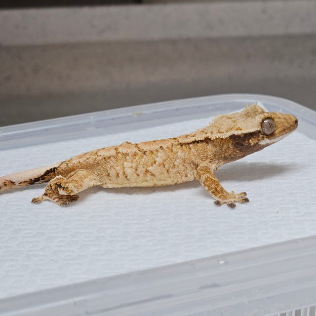 트라이 익스트림할리퀸