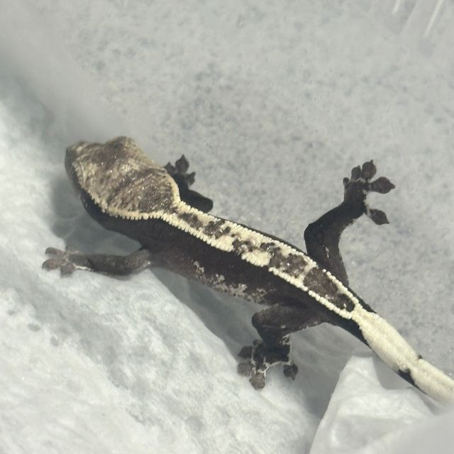 아잔틱 100%헷아잔틱