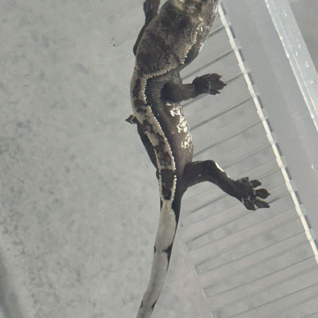 아잔틱 100%헷아잔틱