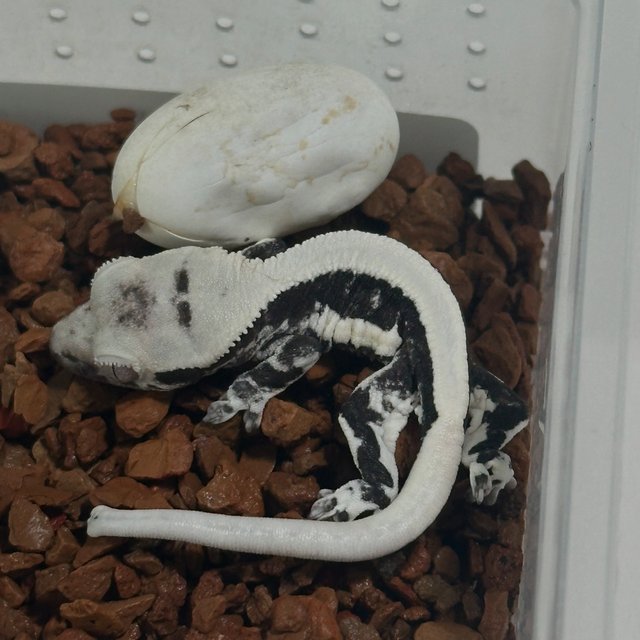 릴잔틱 솔리드백