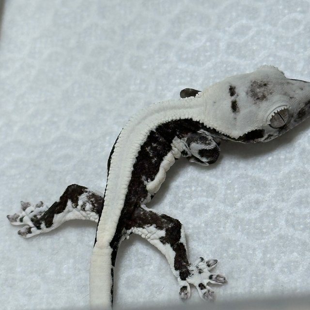 릴잔틱 솔리드백