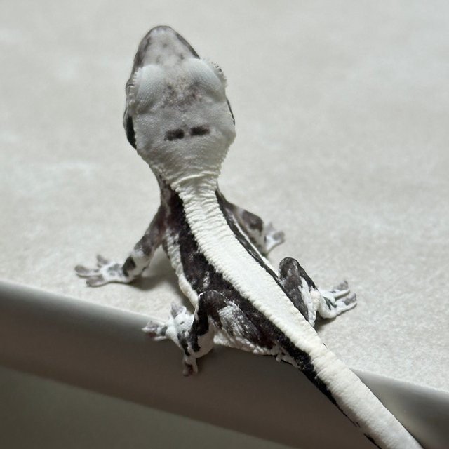 릴잔틱 솔리드백