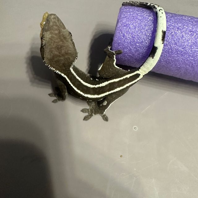 아잔틱