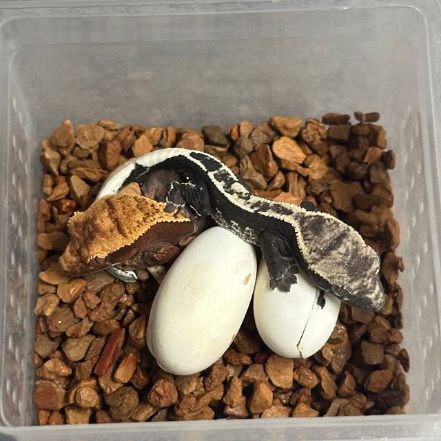 아잔틱 100%헷아잔틱