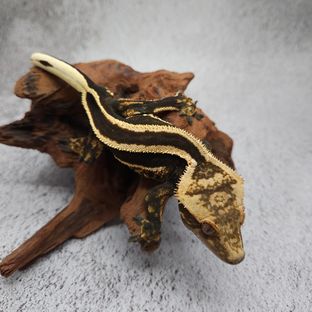 슈퍼스트라이프 엠티백 (부)