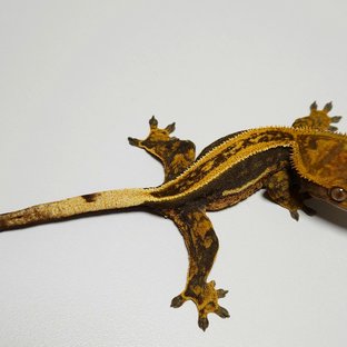 슈퍼스트라이프 엠티백 (모)