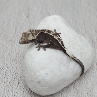 아잔틱