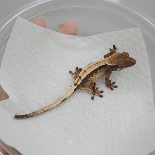 트라이 세이블