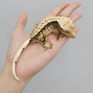 Tri Extreme Harlequin