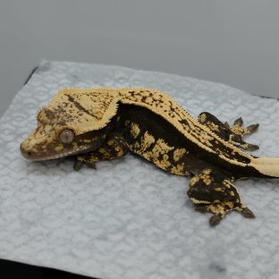 모던코아