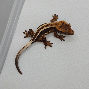 Super Stripe Empty Back