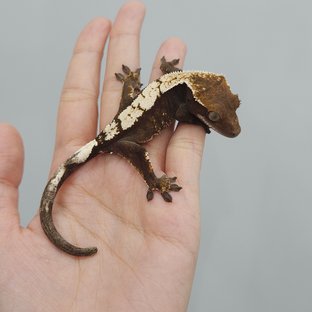 세이블 100%헷아잔틱