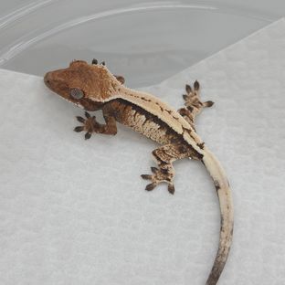 트라이 세이블