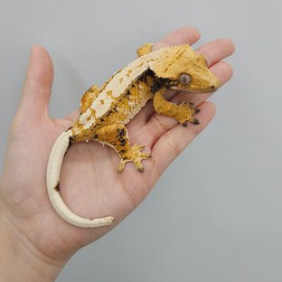 트라이 익스트림할리퀸