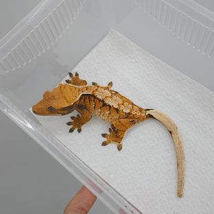 텐저린 트라이 익스트림할리퀸