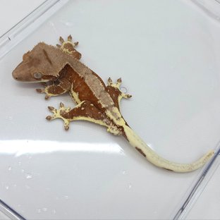 소다리잔