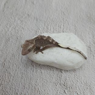 토라7차
