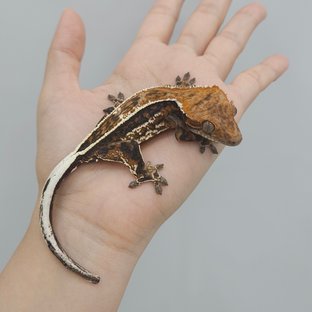 풀핀 쿼드 카푸치노