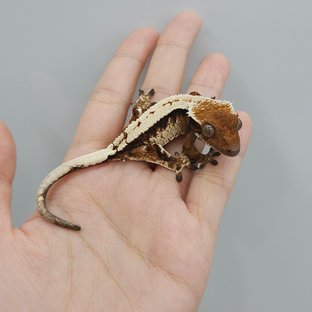 트라이 세이블