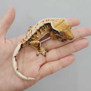 트라이 익스트림할리퀸