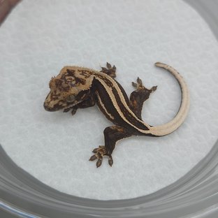 슈퍼스트라이프 엠티백