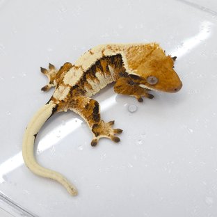 주호에디