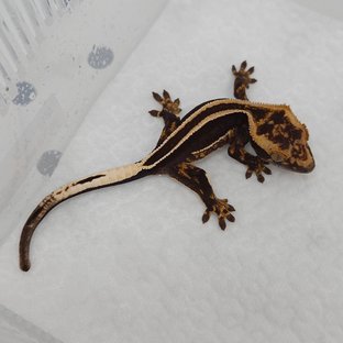 Super Stripe Empty Back