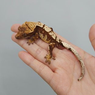 소다티잔