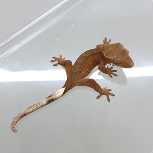 소다루비
