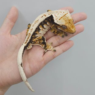 주호릴다